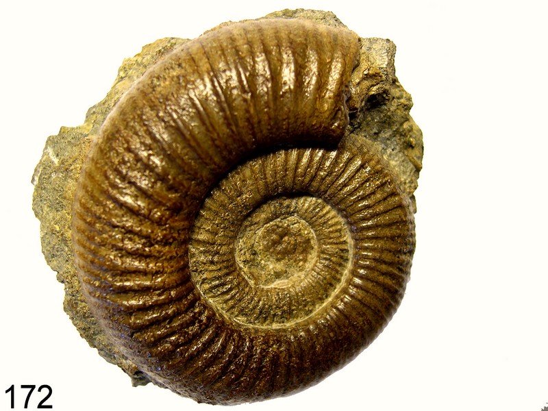 Dactylioceras